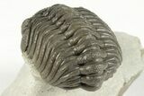 Detailed Morocops Trilobite Fossil - Morocco #204229-3